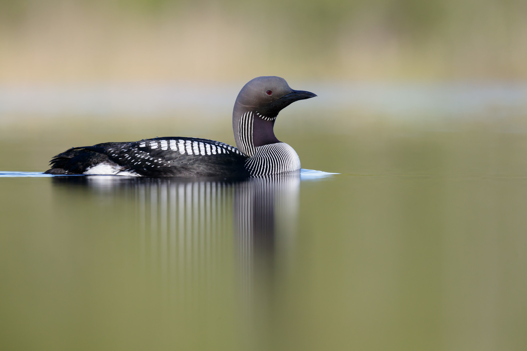 Gavia arctica | Black-throated Loon | storlom