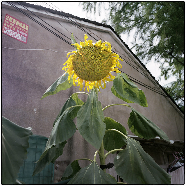 Village Sunflower