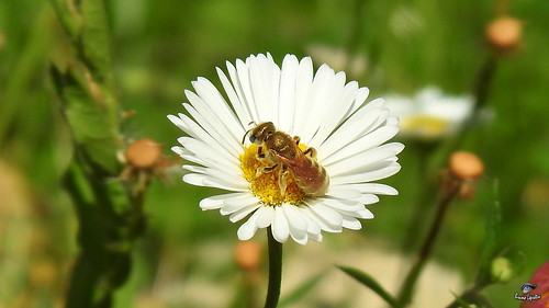 petiteabeille hyménoptère abeille