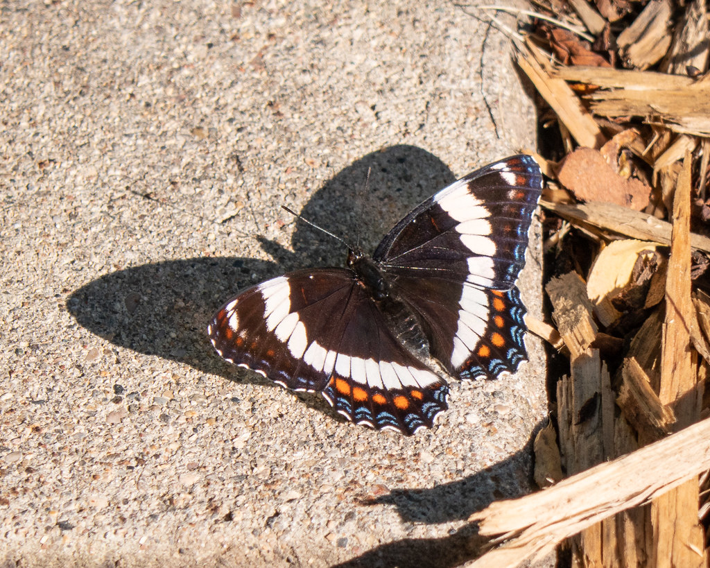 Western White Admiral butterfly