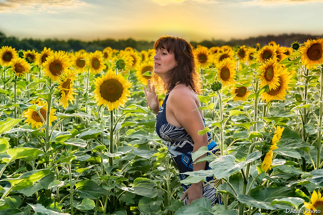 Dans les tournesols