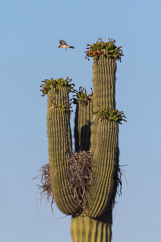harrisshawk nest baby flying resting saguaro cactus fruit chuckwagontrail brownsranch mcdowellsonoranpreserve scottsdale arizona desert sonorandesert stick loggerheadshrike