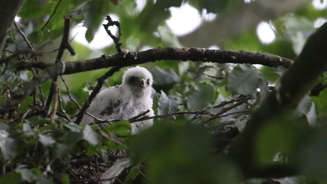 Sparrowhawk-Juvenile's on nest, 04072020, 05 f