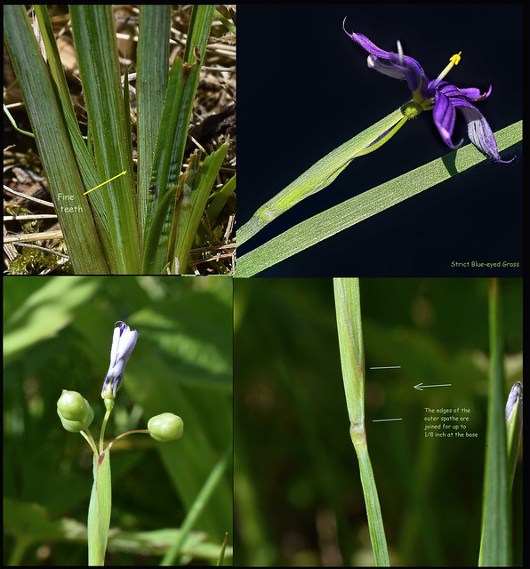 Strict Blue-eyed Grass - Sisyrinchium montanum  - Iridaceae: Iris family