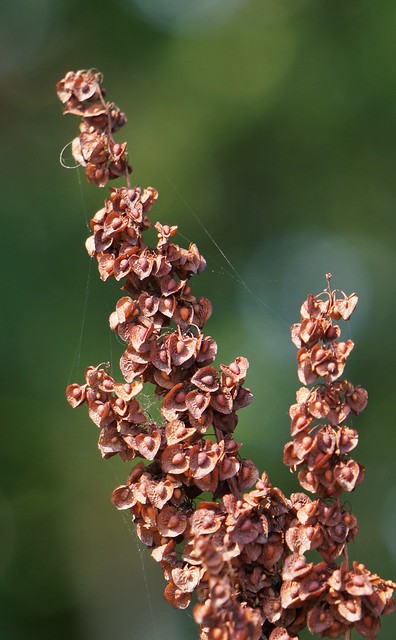 Curly Dock Seeds