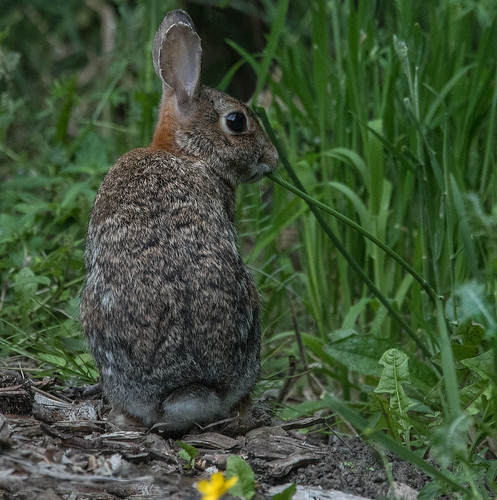 silvilagusfloridanus cottontail rabbit bunny columbiachildrensarboretum portland multnomahco oregon