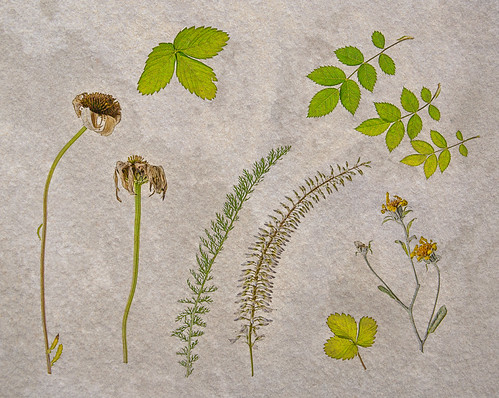 Botanical garden | by Marion McM