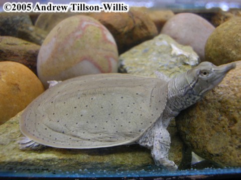 Smooth softshell turtle (Apalone mutica)