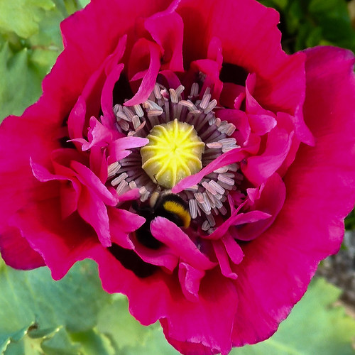 Opium poppy flower, white-tailed bumble bee