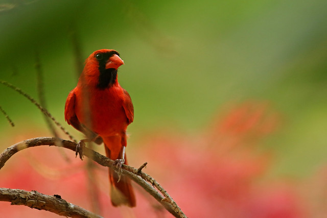 Cardinal: Bird on a wire