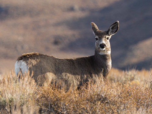 Mule Deer Doe - Wyoming 2018 | OLYMPUS DIGITAL CAMERA | Flickr