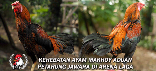 Kehebatan Ayam Makhoy Aduan Petarung Jawara Di Arena Laga