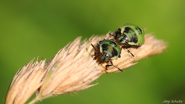 Grüne Stinkwanze  (Palomena prasina)