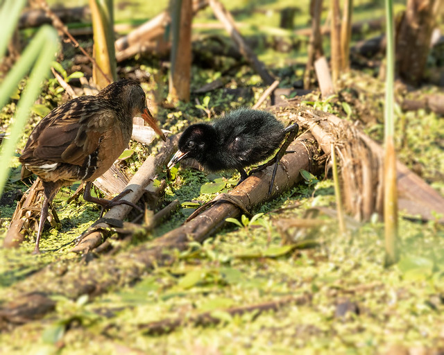 Virginia Rail with chick