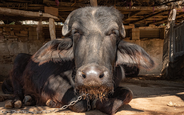 Bishnoi cow