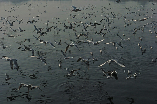 Migratory bird Seagull