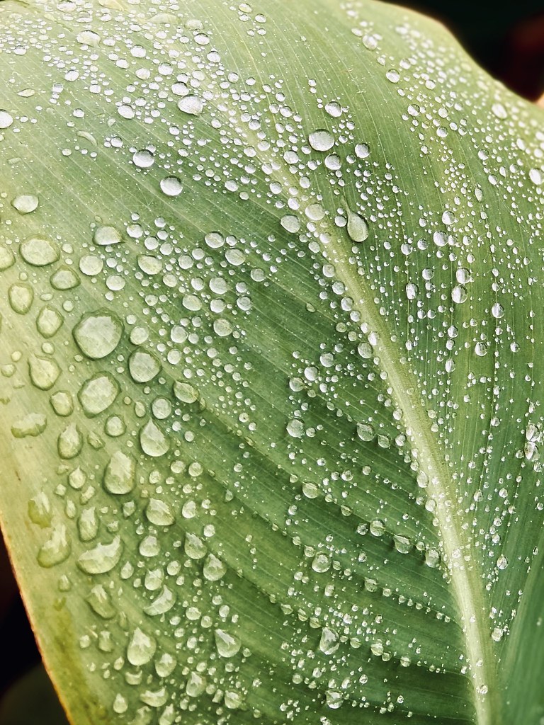 187/366 Precious raindrops remain on these leaves hours after the shower.