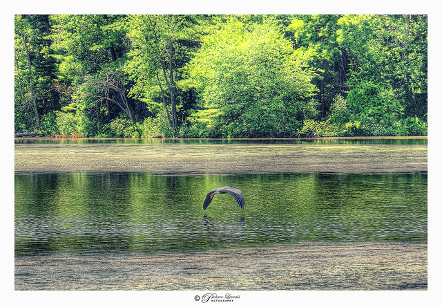 Great Heron. Mill Pond, Nashua, NH USA