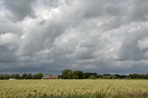 oldenzijl winsum tarwe lucht wolken sky wheat farm landscape trees clouds reed groningen