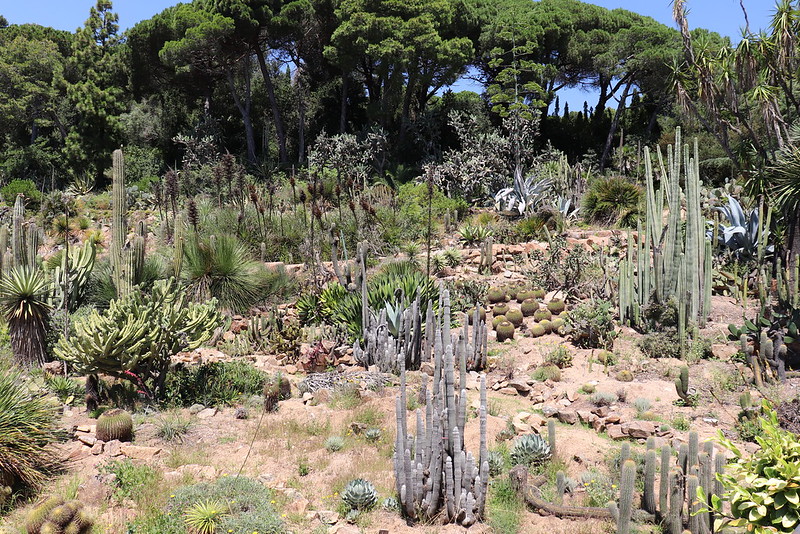 Cactus del Jardín Botánico de Blanes