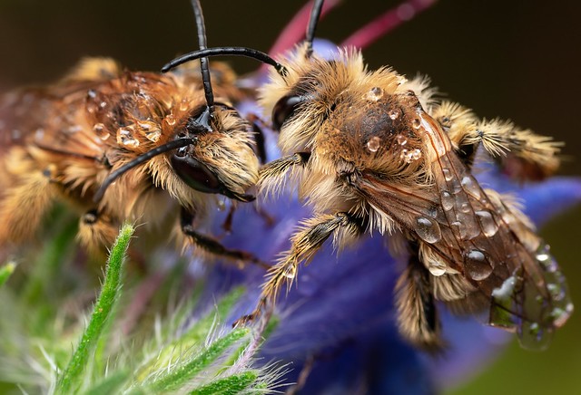 Hairy-legged Mining Bee (Dasypoda hirtipes)