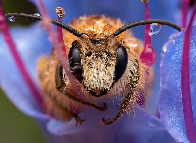Hairy-legged Mining Bee (Dasypoda hirtipes)