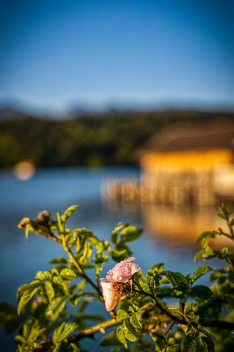 canon eosr rf24105f4l germany bavaria walchensee lake sunrise water morning dew flower detail sun light house reflexion phototour