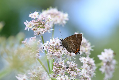 Love at first sight! | by Kerry Mellor :) Thanks for a Million views+!!!