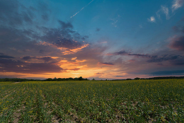 Canola Sunset (Explore 7.7.20)