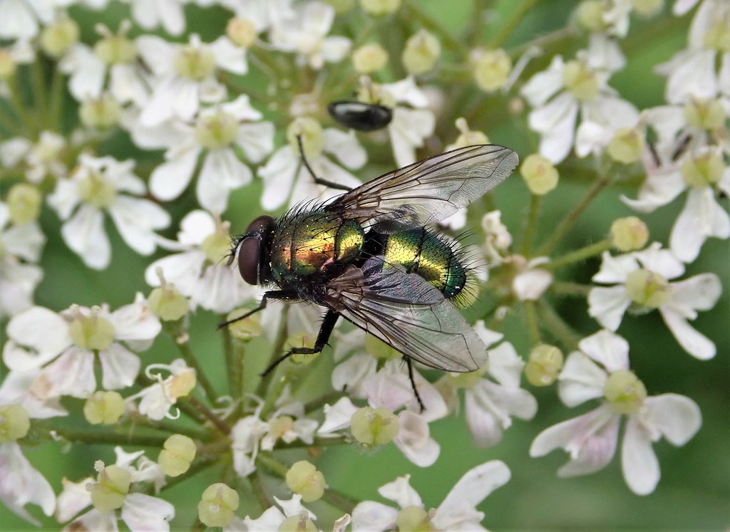 Toadfly Lucilia bufonivora | Male Cali Heath VC61 4th July 2020 | Ian Andrews ...