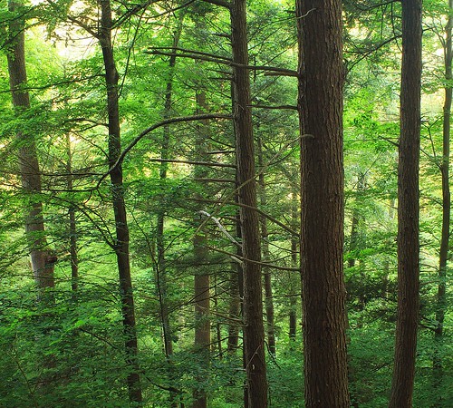 pennsylvania columbiacounty weiserstateforest jakeyhollownaturalarea hiking forest trees oldgrowthforest relictforest summer nature creativecommons