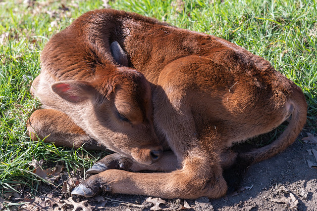Sleepy brown calf lying on the grass