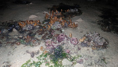 Various marine life on Pulau Sekudu, Jul 2020
