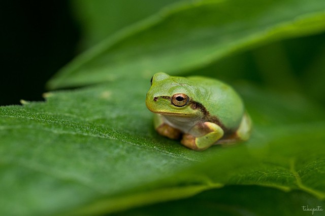 Japanese tree frog (Hyla japonica)