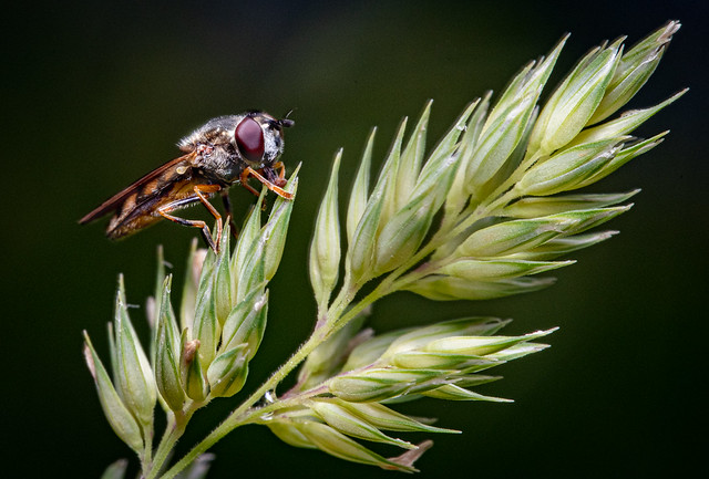 Hoverfly on grass