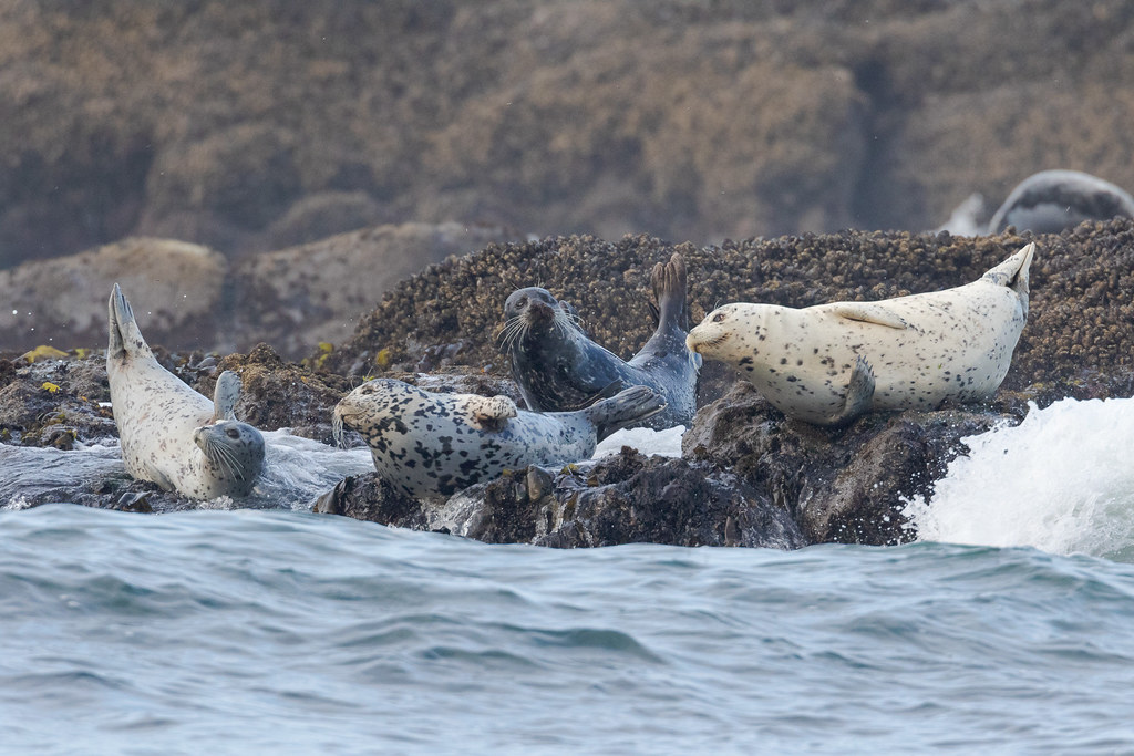 A group of harbor seals lie with their legs raised after a wave swept past at Cobble Beach in Yaquina Head Oustanding Natural Area in Newport, Oregon in October 2017