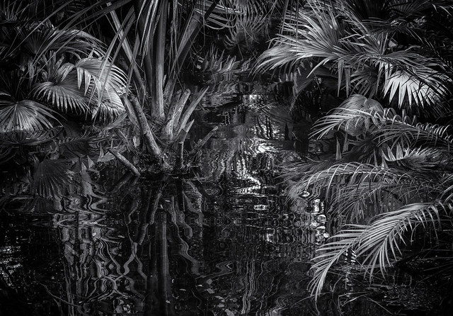 Watery palms
