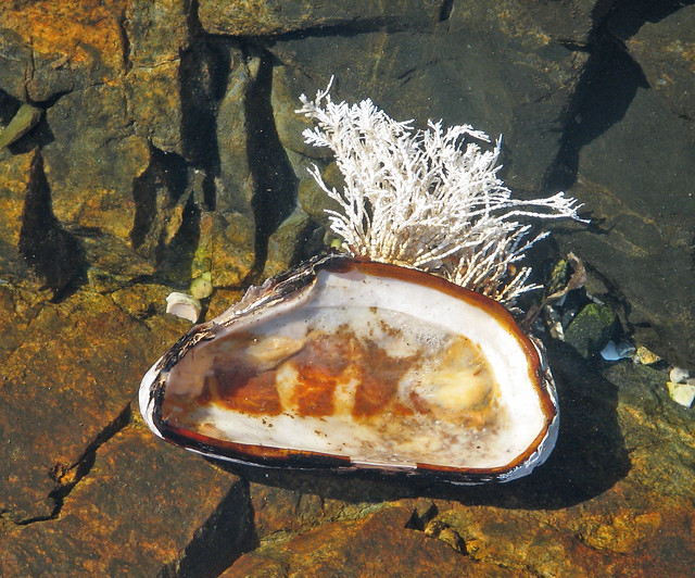 Mytilus edulis mussel shell with encrusting Corallina officinalis red algae (Seawall Beach, Mt. Desert Island, Maine, USA)