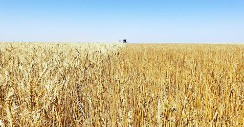 Janel Schemper Harvesting