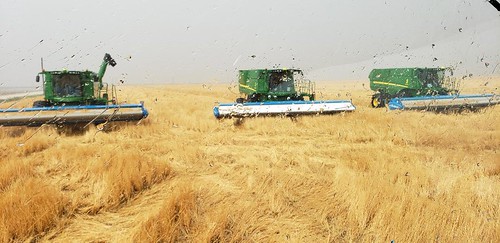 Janel Schemper Harvesting
