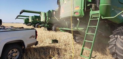 Janel Schemper Harvesting