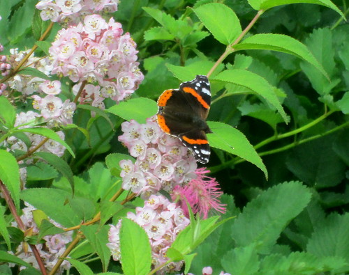 Butterfly, Branklyn Garden, Perth