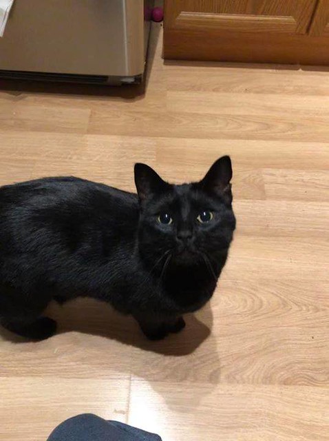LOST: dsh female black cat with green eyes missing from #evanstoncreekside if seen or found pls call 403-880-2508. pls rt, share and help find SADIE. My Sadie wandered away from home on Friday night in the Evanston Creekside area. She’s an all black femal