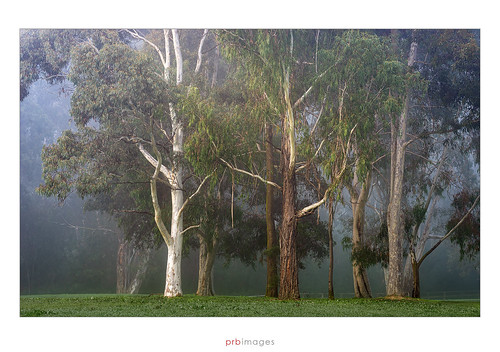 willsmerepark willsmere keweast melbourne victoria australia park tree trees bushland fog mist foggy morning green trunk landscape
