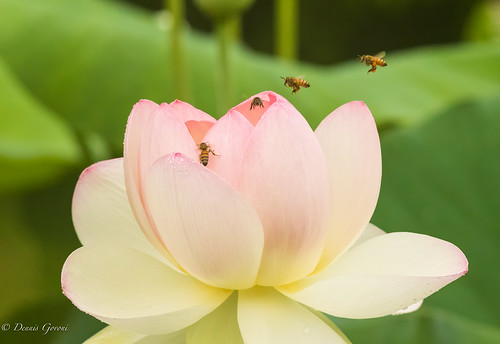flower lotus meadowlark virginia background closeup honeybee summer sunrise vienna unitedstatesofamerica