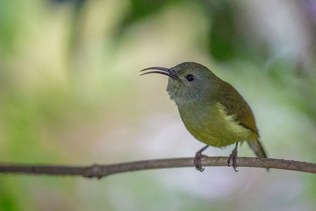Green-tailed Sunbird (Doi Inthanon) [Female]