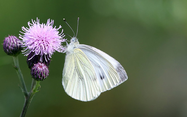 Butterfly on thistle