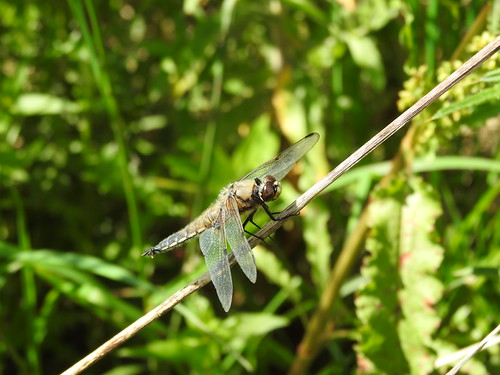 A Chaser in the wind-local DSCN3944 | by ianpreston