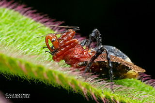 Assassin bug (Reduviidae) - DSC_9106