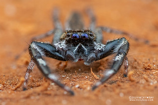 Jumping spider (Mendoza sp.) - DSC_9071